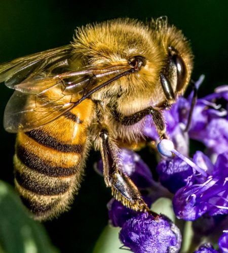 Close-up image of a honeybee in Flagstaff, Arizona, on a vibrant purple flower.